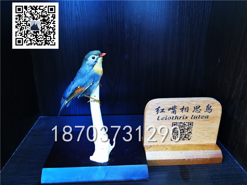 動(dòng)物剝制標(biāo)本 (31)